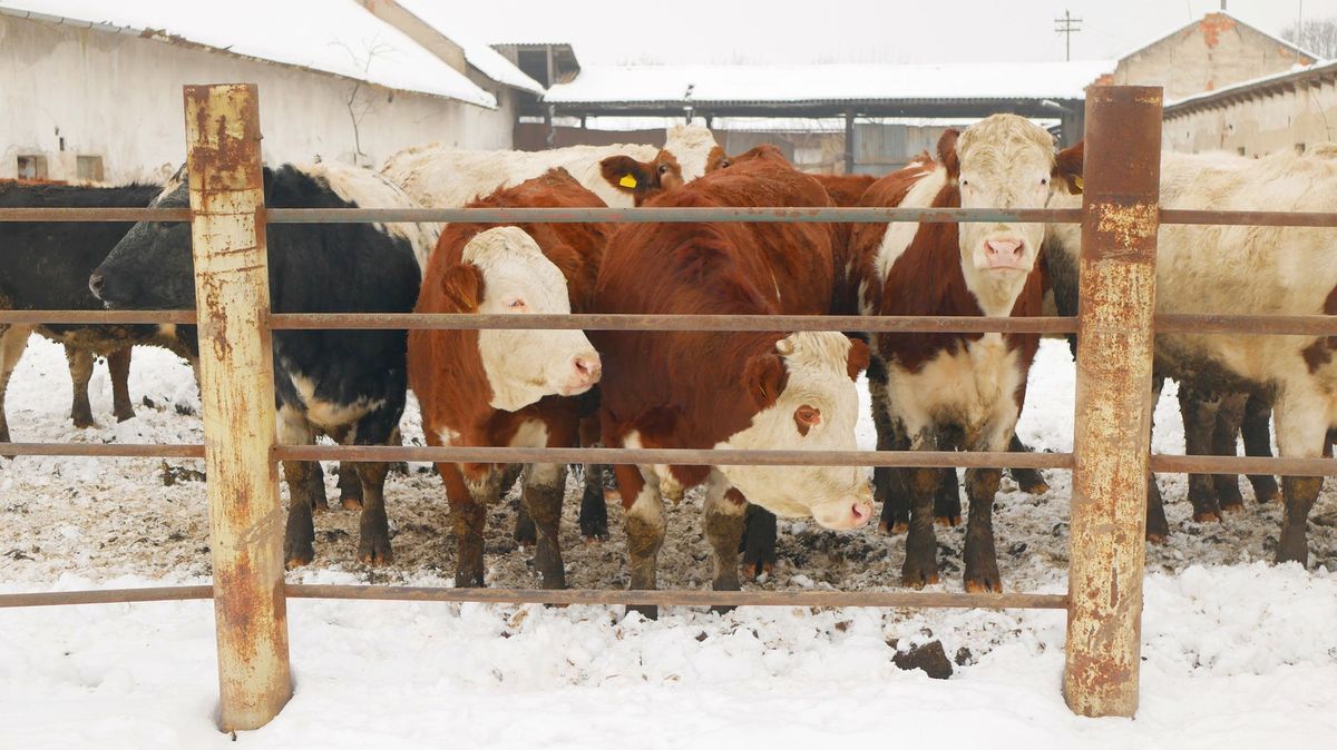 Tíha sněhu zbortila na Plzeňsku provizorní stáj, jedna kráva uhynula